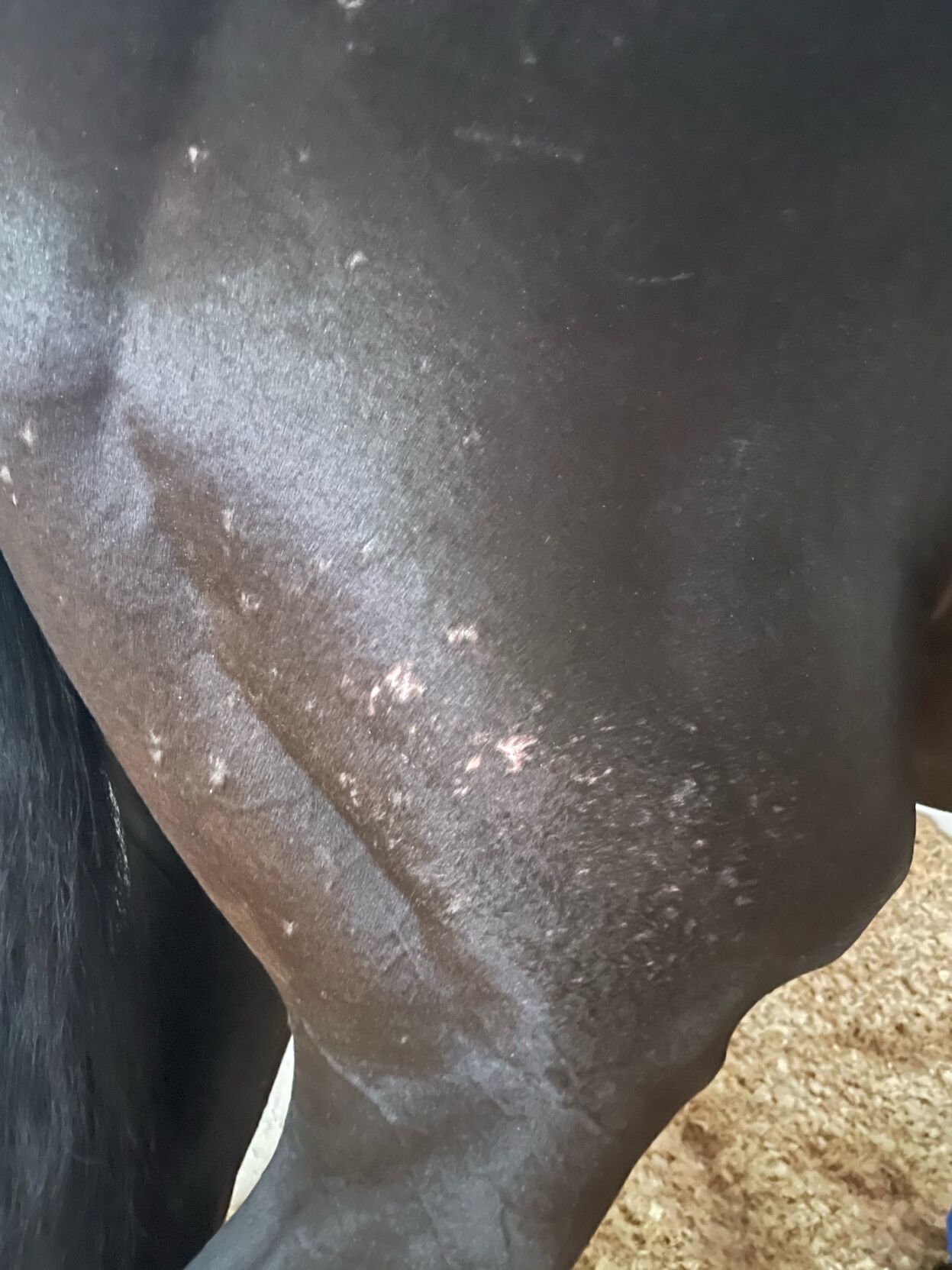 MEDINA SPIRIT - SKIN CONDITION - 5-11-2021 .jpeg